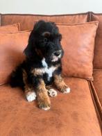 Australian labradoodle alf1 puppy’s, Dieren en Toebehoren, 8 tot 15 weken, Groot, Meerdere, Meerdere dieren