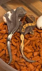 100% het Axanthic baby te koop wimpergekko crested gecko, Dieren en Toebehoren, Hagedis, 0 tot 2 jaar