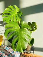 Lush Green Monstera, Huis en Inrichting, Kamerplanten, Ophalen, Halfschaduw, In pot, Minder dan 100 cm