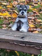 Dwergschnauzer pup, Dieren en Toebehoren, Rabiës (hondsdolheid), 15 weken tot 1 jaar, Eén hond, Nederland