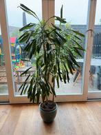 Dracaena fragrans 160 cm inc pot, Ophalen, Halfschaduw, In pot, Yucca