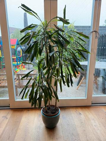 Dracaena fragrans 160 cm inc pot beschikbaar voor biedingen