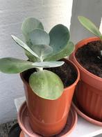Mooie woestijn roos voor maar 1,50 euro, Inc pot, Ophalen, Overige soorten, Minder dan 100 cm