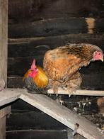 Serama haantje en brahma hen, Dieren en Toebehoren, Pluimvee, Meerdere dieren, Kip