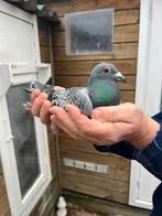 Postduiven, Dieren en Toebehoren, Mannelijk, Postduif