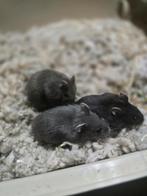 Dwerghamsters  sinterklaas tip, Dieren en Toebehoren, Knaagdieren, Hamster, Meerdere dieren, Tam, Oktober