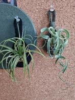 Haakpatroon hanging basket, Ophalen, Nieuw, Haken, Patroon of Boek