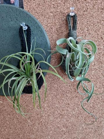 Haakpatroon hanging basket beschikbaar voor biedingen