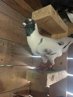 عشر طيور موجودات ب ايندهوفن, Dieren en Toebehoren, Vogels | Duiven, Meerdere dieren