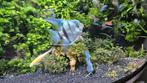 Maanvis Blue, Dieren en Toebehoren, Vis
