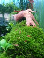 "Bloody mary" garnalen, neocaridina davidi 1€, Kreeft, Krab of Garnaal, Zoetwatervis