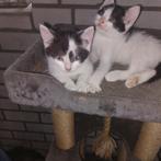 2 pracgtige Kittens zwat/wit
