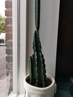 Cactus Cereus Jamacaru, Huis en Inrichting, Kamerplanten, Ophalen, Cactus, Volle zon, Minder dan 100 cm