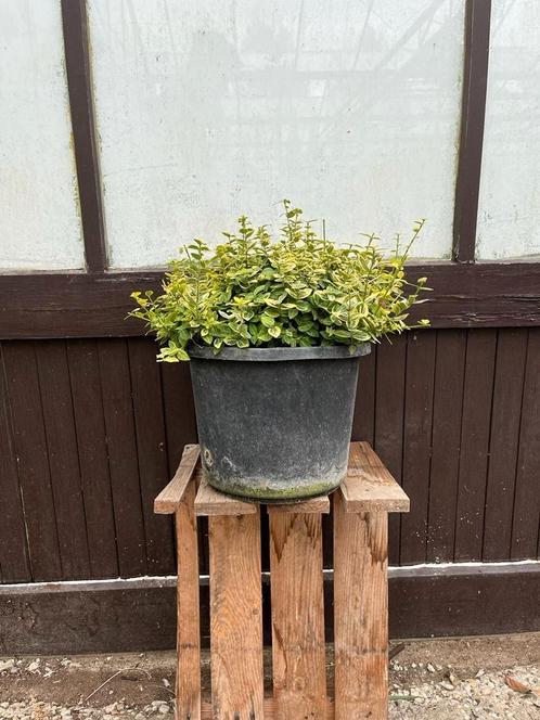 Tekoop : eonymus gold potgekweekt, Tuin en Terras, Planten | Tuinplanten, Zomer, Ophalen