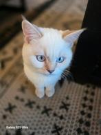 100% zuiver Britsekorthaar kitten 🩵 volledig 💉 en gechipt, Dieren en Toebehoren, Katten en Kittens | Raskatten | Korthaar, Gechipt