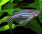 Zebra Danio "Longfin", Dieren en Toebehoren, Vissen | Aquariumvissen, Zoetwatervis, Schoolvis, Vis