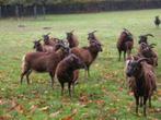 Soay schapen, Dieren en Toebehoren, Schapen, Geiten en Varkens, Vrouwelijk, Schaap