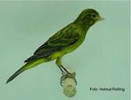 Raza espangnol man 2024, Dieren en Toebehoren, Vogels | Kanaries, Mannelijk