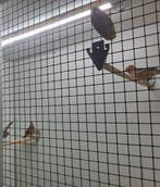 Rode kardinalen, Dieren en Toebehoren, Vogels | Overige Vogels, Meerdere dieren, Tropenvogel, Geringd