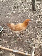 Araucana, Dieren en Toebehoren, Pluimvee, Meerdere dieren, Kip