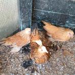 3 sabelpoot hennen, Dieren en Toebehoren, Vrouwelijk, Kip