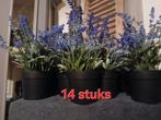 14 stuks lavendel plantjes, Ophalen of Verzenden, Zo goed als nieuw, Binnen