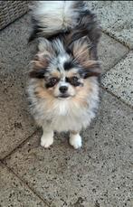 Prachtige Dwergkees/Pomerianan/Pomeriaan, Dieren en Toebehoren, Honden | Niet-rashonden, 15 weken tot 1 jaar, Teef, Eén hond, Klein