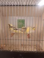 Koppel bonte groenlingen, Dieren en Toebehoren, Meerdere dieren