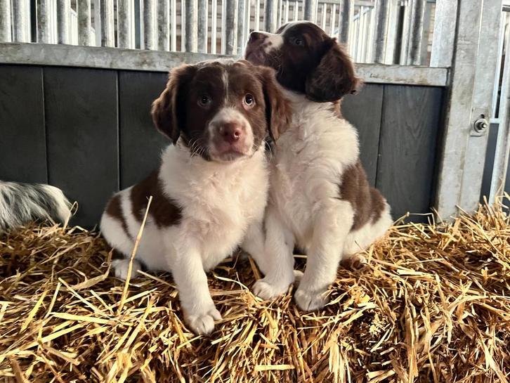 Twee bruin witte friese stabij kruising wetterhoun pups, Dieren en Toebehoren, Honden | Retrievers, Spaniëls en Waterhonden, Meerdere dieren