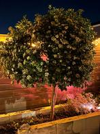 wintergroene sneeuwbal op stam (Viburnum tinus) – ca. 1,80 m, Ophalen, Lente, Halfschaduw, Overige soorten