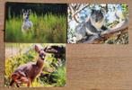 Set van 3 AUSTRALIË dieren kaarten postcrossing nieuw, Verzamelen, Ansichtkaarten | Dieren, Ophalen of Verzenden, 1980 tot heden