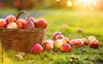 Gezocht rijpe appels voor een workshop Cider maken, Ophalen, Minder dan 100 cm, Overige soorten
