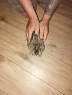 2 jaar oud vrouwtjeskonijn, gratis beschikbaar., Dieren en Toebehoren, Konijnen, Mannelijk
