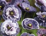 Nr 40/ zaad Klaproos - Papaver rhoeas - Amazing Grey bio, Ophalen of Verzenden, Voorjaar, Volle zon, Zaad