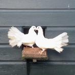 Ruilen witte pauwstaartduiven (doffers) tegenwitte duivinnen, Dieren en Toebehoren, Mannelijk, Overige soorten