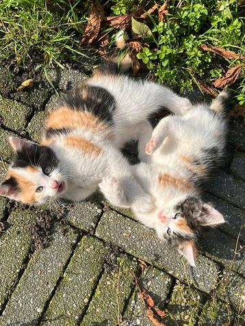 Prachtige en vooral lieve kittens te koop!  beschikbaar voor biedingen