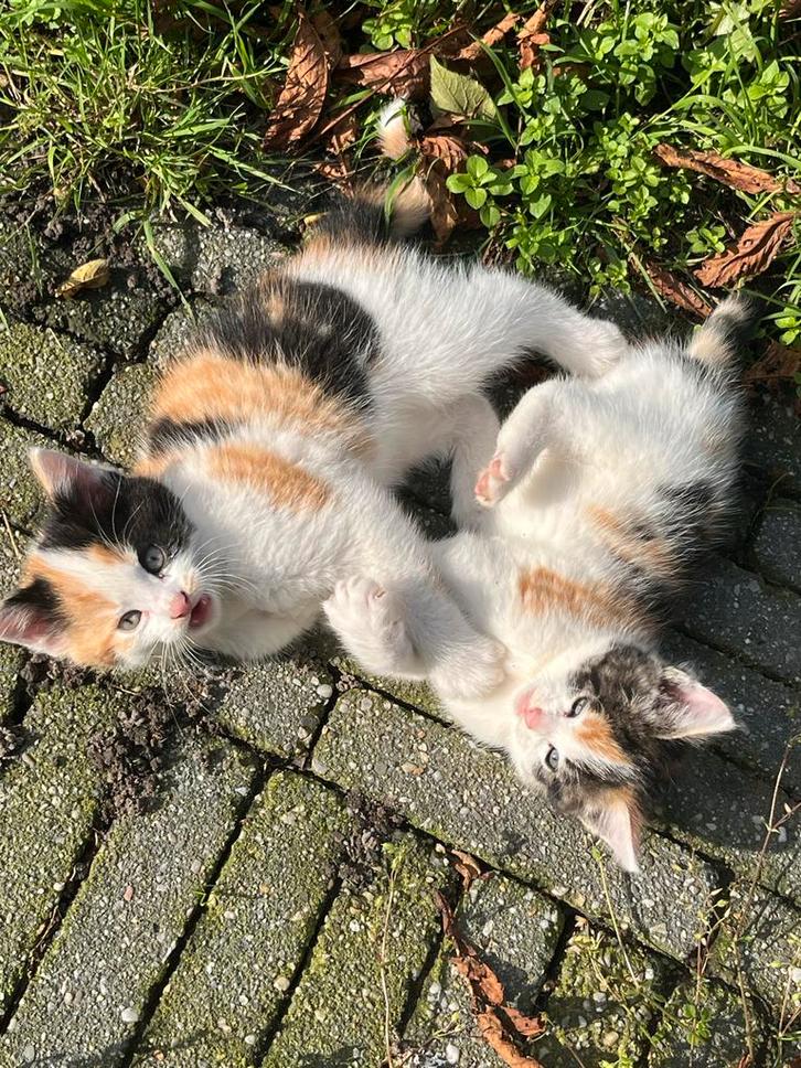 Prachtige en vooral lieve kittens te koop!, Dieren en Toebehoren, Katten en Kittens | Overige Katten, Meerdere dieren