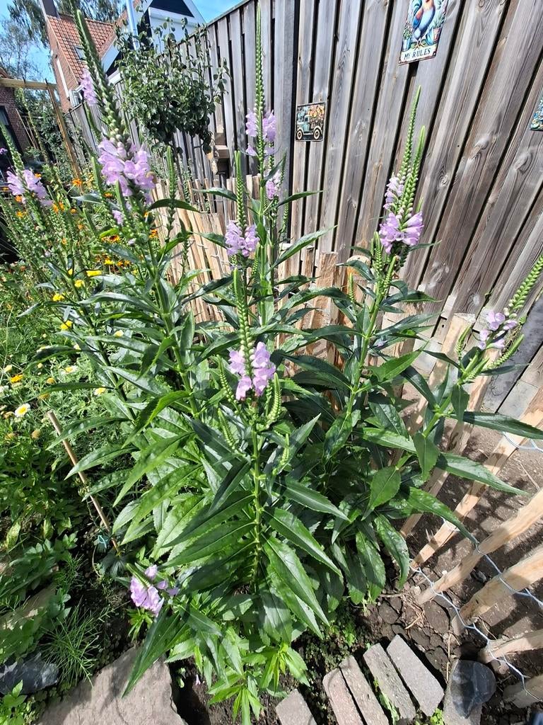 Scharnierbloem lilaroze, Tuin en Terras, Bloembollen en Zaden, Zaad, Ophalen of Verzenden