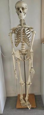 Anatomisch model skelet, Ophalen
