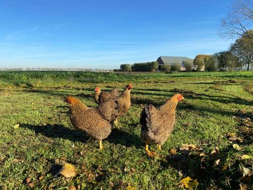 Jonge wyandotte kriel kippen goud patrijs gesekst + ingeënt, Dieren en Toebehoren, Pluimvee, Kip, Vrouwelijk