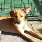 AIN: mara, Dieren en Toebehoren, Rabiës (hondsdolheid), 15 weken tot 1 jaar, Handelaar, Buitenland