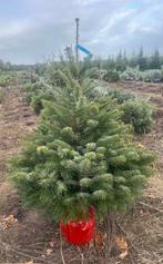 Nordmann kerstbomen Potgekweekt Potgedrukt, Tuin en Terras, Volle zon, Bloeit niet, 100 tot 250 cm, Overige soorten