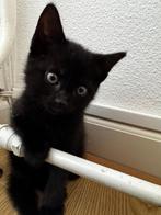 Kitten gratis op te halen, Poes