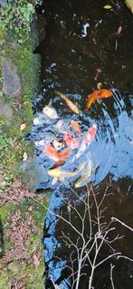 Diverse Koi karpers, Karper of Koi