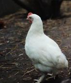 Jonge marans hennen, Dieren en Toebehoren, Vrouwelijk, Kip