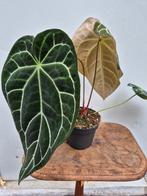Anthurium Crystallinum Hybriden p17 (6)