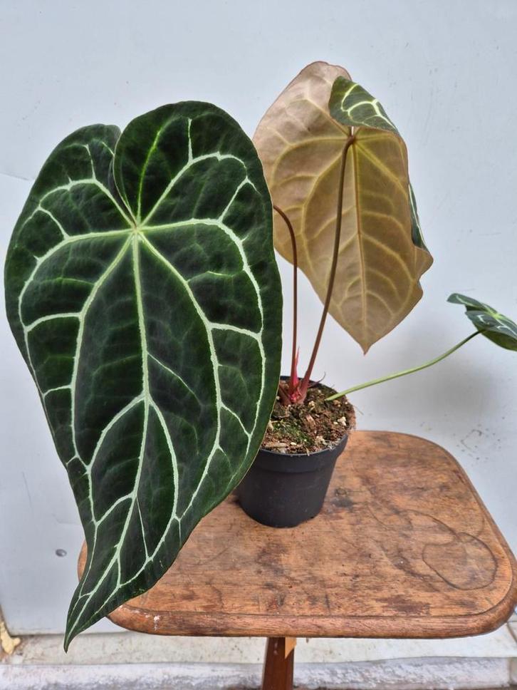 Anthurium Crystallinum Hybriden p17 (6), Huis en Inrichting, Kamerplanten, Minder dan 100 cm, Halfschaduw, Ophalen of Verzenden