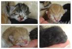 Prachtige kittens liefdevol opgegroeid met kinderen en hond, Kortharig, Meerdere dieren, 0 tot 2 jaar