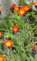 Zaden Hieracium aurantiacum, Ophalen of Verzenden, Zaad