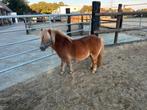 2 Shetlanders merrie’s 5 en 8 NSPS stamboek, Dieren en Toebehoren, Pony's, Merrie, A pony (tot 1.17m)